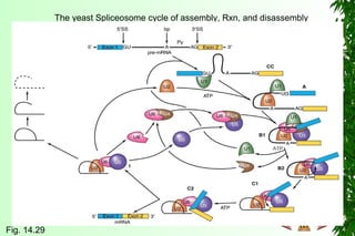 The yeast Spliceosome cycle of assembly, Rxn, and disassembly
Fig. 14.29
 