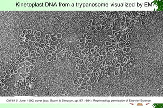 Kinetoplast DNA from a trypanosome visualized by EM
 