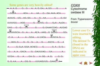 COXIII
Cytochrome
oxidase III
From Trypanosoma
brucei
Lower case Us
were inserted by
editing.
The deleted Ts
(found in the
DNA) are
indicated in
upper case.
Some genes are very heavily edited!
 