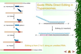 Guide RNAs Direct Editing in
Trypanosomes.
Editing is from 3’ to 5’ along an unedited RNA.
 