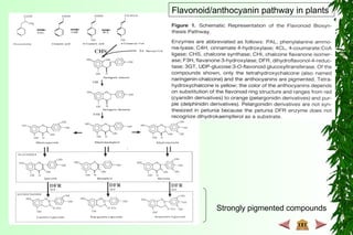 Flavonoid/anthocyanin pathway in plants
Strongly pigmented compounds
 