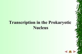 Transcription in the Prokaryotic
Nucleus
 
