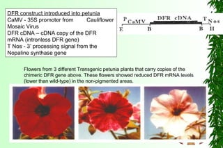 DFR construct introduced into petunia
CaMV - 35S promoter from Cauliflower
Mosaic Virus
DFR cDNA – cDNA copy of the DFR
mRNA (intronless DFR gene)
T Nos - 3’ processing signal from the
Nopaline synthase gene
Flowers from 3 different Transgenic petunia plants that carry copies of the
chimeric DFR gene above. These flowers showed reduced DFR mRNA levels
(lower than wild-type) in the non-pigmented areas.
 