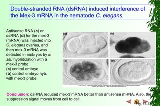 Double-stranded RNA (dsRNA) induced interference of
the Mex-3 mRNA in the nematode C. elegans.
Antisense RNA (c) or
dsRNA (d) for the mex-3
(mRNA) was injected into
C. elegans ovaries, and
then mex-3 mRNA was
detected in embryos by in
situ hybridization with a
mex-3 probe.
(a) control embryo
(b) control embryo hyb.
with mex-3 probe
Conclusion: dsRNA reduced mex-3 mRNA better than antisense mRNA. Also, the
suppression signal moves from cell to cell.
Fig. 16.37
 