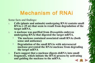 Mechanism of RNAi
Some facts and findings:
1. Cells (plants and animals) undergoing RNAi contain small
RNAs (~25 nt) that seem to result from degradation of the
target mRNA.
2. A nuclease was purified from Drosophila embryos
undergoing RNAi that digested the target mRNA.
• The nuclease contained associated small RNAs (both
sense and antisense)
• Degradation of the small RNAs with micrococcal
nuclease prevented the RNAi nuclease from degrading
the target mRNA
3. Facts suggest that a nuclease digests dsRNA into small
fragments, which initiate the RNAi process by activating
and guiding the nuclease to the mRNA.
 