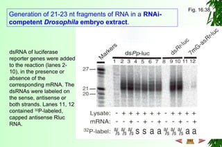Generation of 21-23 nt fragments of RNA in a RNAi-
competent Drosophila embryo extract.
dsRNA of luciferase
reporter genes were added
to the reaction (lanes 2-
10), in the presence or
absence of the
corresponding mRNA. The
dsRNAs were labeled on
the sense, antisense or
both strands. Lanes 11, 12
contained 32
P-labeled,
capped antisense Rluc
RNA.
Fig. 16.38
 