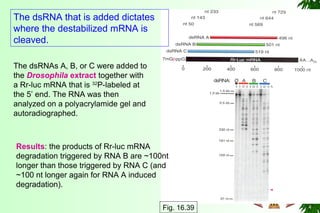 The dsRNA that is added dictates
where the destabilized mRNA is
cleaved.
The dsRNAs A, B, or C were added to
the Drosophila extract together with
a Rr-luc mRNA that is 32
P-labeled at
the 5’ end. The RNA was then
analyzed on a polyacrylamide gel and
autoradiographed.
Results: the products of Rr-luc mRNA
degradation triggered by RNA B are ~100nt
longer than those triggered by RNA C (and
~100 nt longer again for RNA A induced
degradation).
Fig. 16.39
 