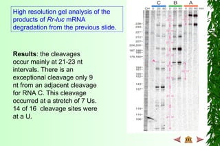 High resolution gel analysis of the
products of Rr-luc mRNA
degradation from the previous slide.
Results: the cleavages
occur mainly at 21-23 nt
intervals. There is an
exceptional cleavage only 9
nt from an adjacent cleavage
for RNA C. This cleavage
occurred at a stretch of 7 Us.
14 of 16 cleavage sites were
at a U.
 