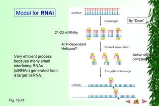 Model for RNAi
By “Dicer”
21-23 nt RNAs
Fig. 16.41
ATP-dependent
Helicase?
Active siRNA
complexes.
Very efficient process
because many small
interfering RNAs
(siRNAs) generated from
a larger dsRNA.
 