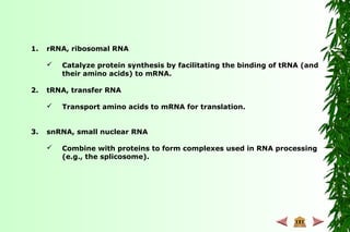 1. rRNA, ribosomal RNA
 Catalyze protein synthesis by facilitating the binding of tRNA (and
their amino acids) to mRNA.
2. tRNA, transfer RNA
 Transport amino acids to mRNA for translation.
3. snRNA, small nuclear RNA
 Combine with proteins to form complexes used in RNA processing
(e.g., the splicosome).
 