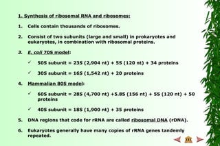 1. Synthesis of ribosomal RNA and ribosomes:
1. Cells contain thousands of ribosomes.
2. Consist of two subunits (large and small) in prokaryotes and
eukaryotes, in combination with ribosomal proteins.
3. E. coli 70S model:
 50S subunit = 23S (2,904 nt) + 5S (120 nt) + 34 proteins
 30S subunit = 16S (1,542 nt) + 20 proteins
4. Mammalian 80S model:
 60S subunit = 28S (4,700 nt) +5.8S (156 nt) + 5S (120 nt) + 50
proteins
 40S subunit = 18S (1,900 nt) + 35 proteins
5. DNA regions that code for rRNA are called ribosomal DNA (rDNA).
6. Eukaryotes generally have many copies of rRNA genes tandemly
repeated.
 