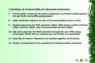 1. Synthesis of ribosomal RNA and ribosomes:(continued):
7. Transcription occurs by the same mechanism as protein-coding genes,
but generally using RNA polymerase I.
8. rRNA synthesis requires its own array transcription factors (TFs)
9. Coding sequences for RNA subunits within rDNA genes contain internal
(ITS), external (ETS), and nontranscribed spacers (NTS).
10. ITS units separate the RNA subunits through the pre-rRNA stage,
whereupon ITS & ETS are cleaved out and rRNAs are assembled.
11. Subunits of mature ribosomes are bonded together by H-bonds.
12. Finally, transported to the cytoplasm to initiate protein synthesis.
 