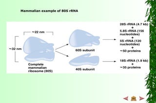 Mammalian example of 80S rRNA
 