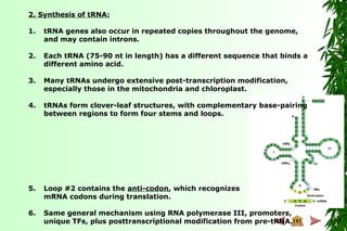 2. Synthesis of tRNA:
1. tRNA genes also occur in repeated copies throughout the genome,
and may contain introns.
2. Each tRNA (75-90 nt in length) has a different sequence that binds a
different amino acid.
3. Many tRNAs undergo extensive post-transcription modification,
especially those in the mitochondria and chloroplast.
4. tRNAs form clover-leaf structures, with complementary base-pairing
between regions to form four stems and loops.
5. Loop #2 contains the anti-codon, which recognizes
mRNA codons during translation.
6. Same general mechanism using RNA polymerase III, promoters,
unique TFs, plus posttranscriptional modification from pre-tRNA.
 