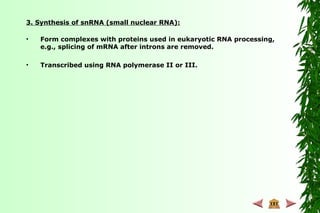 3. Synthesis of snRNA (small nuclear RNA):
• Form complexes with proteins used in eukaryotic RNA processing,
e.g., splicing of mRNA after introns are removed.
• Transcribed using RNA polymerase II or III.
 