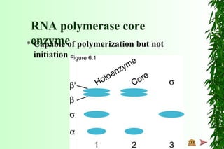  Capable of polymerization but not
initiation
RNA polymerase core
enzyme
 