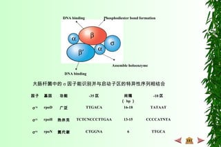 Phosphodiester bond formationDNA binding
DNA binding
Assemble holoenzyme
大肠杆菌中的 σ 因子能识别并与启动子区的特异性序列相结合
因子 基因 功能 -35 区 间隔
（ bp ）
-10 区
σ70 rpoD 广泛 TTGACA 16-18 TATAAT
σ32 rpoH 热休克 TCTCNCCCTTGAA 13-15 CCCCATNTA
σ54 rpoN 氮代谢 CTGGNA 6 TTGCA
 
