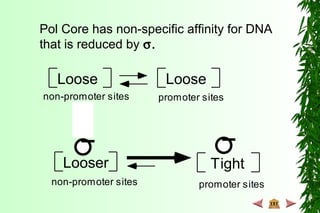 Loose Loose
Looser Tight
promoter sites
non-promoter sites
non-promoter sites
promoter sites
Pol Core has non-specific affinity for DNA
that is reduced by σ.
 