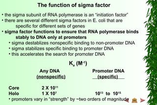The function of sigma factor
• the sigma subunit of RNA polymerase is an “initiation factor”
• there are several different sigma factors in E. coli that are
specific for different sets of genes
• sigma factor functions to ensure that RNA polymerase binds
stably to DNA only at promoters
• sigma destablizes nonspecific binding to non-promoter DNA
• sigma stabilizes specific binding to promoter DNA
• this accelerates the search for promoter DNA
Ka (M-1
)
Any DNA Promoter DNA
(nonspecific) (specific)
Core 2 X 1011
Holo 1 X 107
1013
to 1015
• promoters vary in “strength” by ~two orders of magnitude
 