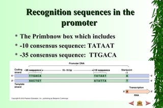 Recognition sequences in theRecognition sequences in the
promoterpromoter
 The Primbnow box which includes
 -10 consensus sequence: TATAAT
 -35 consensus sequence: TTGACA
 