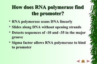 How does RNA polymerase findHow does RNA polymerase find
the promoter?the promoter?
 RNA polymerase scans DNA linearly
 Slides along DNA without opening strands
 Detects sequences of -10 and -35 in the major
groove
 Sigma factor allows RNA polymerase to bind
to promoter
 