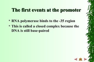 The first events at the promoterThe first events at the promoter
 RNA polymerase binds to the -35 region
 This is called a closed complex because the
DNA is still base-paired
 