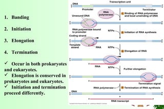 1. Banding
2. Initiation
3. Elongation
4. Termination
 Occur in both prokaryotes
and eukaryotes.
 Elongation is conserved in
prokaryotes and eukaryotes.
 Initiation and termination
proceed differently.
 
