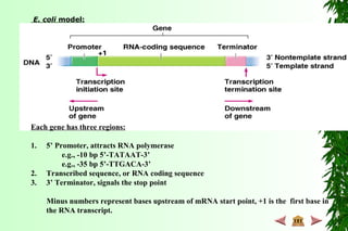 E. coli model:
Each gene has three regions:
1. 5’ Promoter, attracts RNA polymerase
e.g., -10 bp 5’-TATAAT-3’
e.g., -35 bp 5’-TTGACA-3’
2. Transcribed sequence, or RNA coding sequence
3. 3’ Terminator, signals the stop point
Minus numbers represent bases upstream of mRNA start point, +1 is the first base in
the RNA transcript.
 