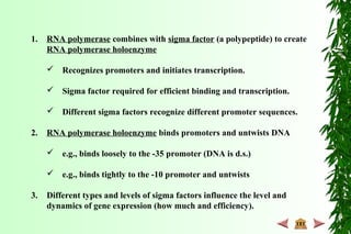 1. RNA polymerase combines with sigma factor (a polypeptide) to create
RNA polymerase holoenzyme
 Recognizes promoters and initiates transcription.
 Sigma factor required for efficient binding and transcription.
 Different sigma factors recognize different promoter sequences.
2. RNA polymerase holoenzyme binds promoters and untwists DNA
 e.g., binds loosely to the -35 promoter (DNA is d.s.)
 e.g., binds tightly to the -10 promoter and untwists
3. Different types and levels of sigma factors influence the level and
dynamics of gene expression (how much and efficiency).
 