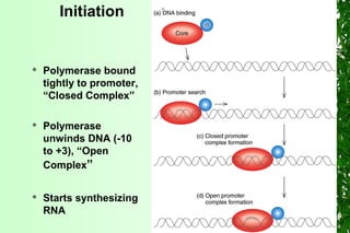 Initiation
 Polymerase bound
tightly to promoter,
“Closed Complex”
 Polymerase
unwinds DNA (-10
to +3), “Open
Complex”
 Starts synthesizing
RNA
 