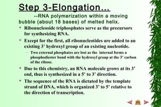 Step 3-Elongation…
--RNA polymerization within a moving
bubble (about 18 bases) of melted helix.
 Ribonucleoside triphosphates serve as the precursors
for synthesizing RNA.
 Except for the first, all ribonucleotides are added to an
existing 3’ hydroxyl group of an existing nucleotide.
– Two external phosphates are lost as the internal forms a
phosphodiester bond with the hydroxyl group at the 3’ carbon
of the ribose.
 Due to this chemistry, an RNA molecule grows at its 3’
end, thus is synthesized in a 5’ to 3’ direction.
 The sequence of the RNA is dictated by the template
strand of DNA, which is organized 3’ to 5’ relative to
the direction of transcription.
 