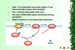 A. After ~10 nucleotides have been added, 5’ end
ribonucleotide unpairs from template.
B. The σ subunit dissociates from core.
C. The size of RNA-DNA hybrid maintained during
elongation.
D. Sigma recycles to new polymerase molecules.
 