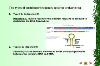 Two types of terminator sequences occur in prokaryotes:
1. Type I (ρ-independent)
Palindromic, inverse repeat forms a hairpin loop and is believed to
destabilize the DNA-RNA hybrid.
2. Type II (ρ-dependent)
Involves ρ factor proteins, believed to break the hydrogen bonds
between the template DNA and RNA.
 