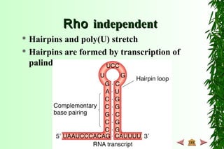 RhoRho independentindependent
 Hairpins and poly(U) stretch
 Hairpins are formed by transcription of
palindromes
 