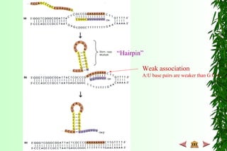 “Hairpin”
Weak association
A:U base pairs are weaker than G:C’s.
 