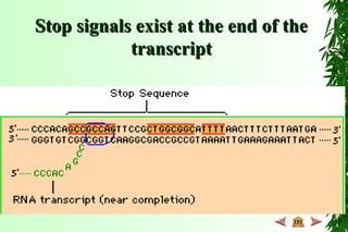 Stop signals exist at the end of theStop signals exist at the end of the
transcripttranscript
 