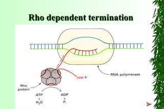 Rho dependent terminationRho dependent termination
 