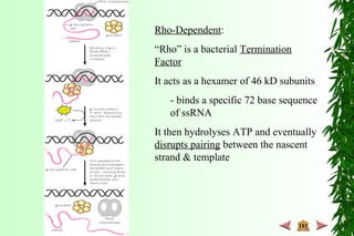 Rho-Dependent:
“Rho” is a bacterial Termination
Factor
It acts as a hexamer of 46 kD subunits
- binds a specific 72 base sequence
of ssRNA
It then hydrolyses ATP and eventually
disrupts pairing between the nascent
strand & template
 