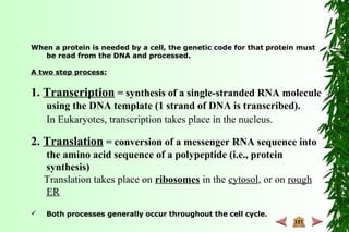 When a protein is needed by a cell, the genetic code for that protein must
be read from the DNA and processed.
A two step process:
1. Transcription = synthesis of a single-stranded RNA molecule
using the DNA template (1 strand of DNA is transcribed).
In Eukaryotes, transcription takes place in the nucleus.
2. Translation = conversion of a messenger RNA sequence into
the amino acid sequence of a polypeptide (i.e., protein
synthesis)
Translation takes place on ribosomes in the cytosol, or on rough
ER
 Both processes generally occur throughout the cell cycle.
 