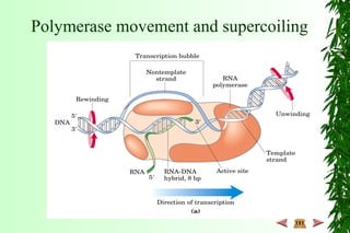 Polymerase movement and supercoiling
 