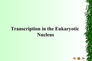 Transcription in the Eukaryotic
Nucleus
 