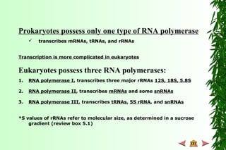 Prokaryotes possess only one type of RNA polymerase
 transcribes mRNAs, tRNAs, and rRNAs
Transcription is more complicated in eukaryotes
Eukaryotes possess three RNA polymerases:
1. RNA polymerase I, transcribes three major rRNAs 12S, 18S, 5.8S
2. RNA polymerase II, transcribes mRNAs and some snRNAs
3. RNA polymerase III, transcribes tRNAs, 5S rRNA, and snRNAs
*S values of rRNAs refer to molecular size, as determined in a sucrose
gradient (review box 5.1)
 