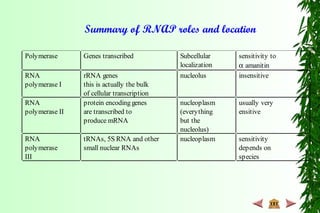 Polymerase Genes transcribed Subcellular
localization
sensitivity to
α amanitin
RNA
polymerase I
rRNA genes
this is actually the bulk
of cellular transcription
nucleolus insensitive
RNA
polymerase II
protein encoding genes
are transcribed to
produce mRNA
nucleoplasm
(everything
but the
nucleolus)
usually very
ensitive
RNA
polymerase
III
tRNAs, 5S RNA and other
small nuclear RNAs
nucleoplasm sensitivity
depends on
species
Summary of RNAP roles and location
 