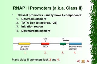 RNAP II Promoters (a.k.a. Class II)
 Class-II promoters usually have 4 components:
1. Upstream element
2. TATA Box (at approx. –25)
3. Initiation region
4. Downstream element
Many class II promoters lack 3 and 4.
1. 2. 3. 4.
 