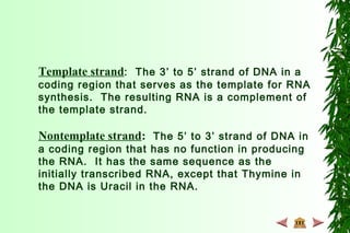 Template strand: The 3’ to 5’ strand of DNA in a
coding region that serves as the template for RNA
synthesis. The resulting RNA is a complement of
the template strand.
Nontemplate strand: The 5’ to 3’ strand of DNA in
a coding region that has no function in producing
the RNA. It has the same sequence as the
initially transcribed RNA, except that Thymine in
the DNA is Uracil in the RNA.
 