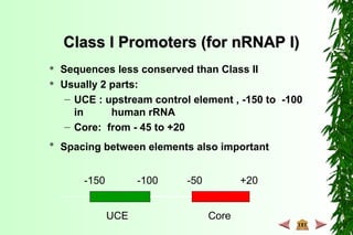 Class I Promoters (for nRNAP I)Class I Promoters (for nRNAP I)
 Sequences less conserved than Class II
 Usually 2 parts:
– UCE : upstream control element , -150 to -100
in human rRNA
– Core: from - 45 to +20

Spacing between elements also important
-150 -100 -50 +20
UCE Core
 