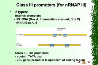 Class III promoters (for nRNAP III)Class III promoters (for nRNAP III)
 2 types:
1. Internal promoters
- 5S rRNA (Box A, Intermediate element, Box C)
- tRNA (Box A, B)
2. Class II – like promoters
- contain TATA box
- 7SL gene, promoter is upstream of coding region
 