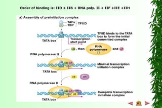 Order of binding is: IID + IIB + RNA poly. II + IIF +IIE +IIH
 
