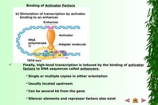 Binding of Activator Factors
 Finally, high-level transcription is induced by the binding of activator
factors to DNA sequences called enhancers.
Single or multiple copies in either orientation
Usually located upstream
Can be several kb from the gene
Silencer elements and repressor factors also exist
 