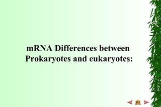 mRNA Differences between
Prokaryotes and eukaryotes:
 